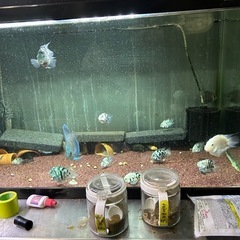 残り15匹　ブルータイガーパロット　　の画像