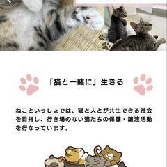 保護猫活動の募金箱を置いて下さるお店