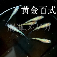 黄金百式 有精卵