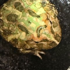 取引中　クランツェルツノガエル　の画像