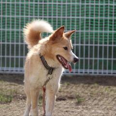 シャイボーイ　おかか　保護犬　雑種 − 岡山県