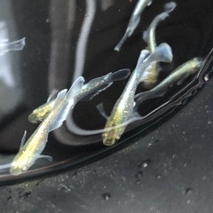 メダカ　エメキン　色ありタイプ　1ペア＋メス