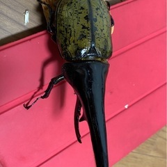 ヘラクレスオオカブト成虫♂【C68血統極太ノーマル】 (𝓗𝓘𝓢𝓐