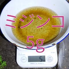 ミジンコ　5g 15000匹　追加可能　みじんこ