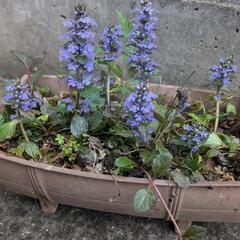 *★今から咲くお花★置くだけ*☆アジュガ鉢★*グランドカバーに*...