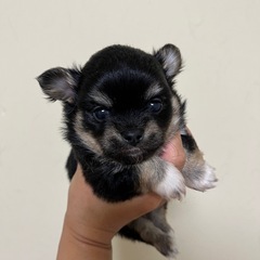 チワワロング子犬