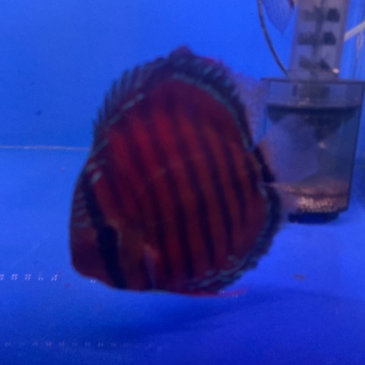 ワイルドディスカス