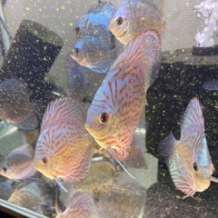 ディスカス　アズリー　約10センチ　熱帯魚の画像