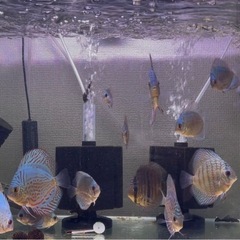 ディスカス　アズリー　約10センチ　熱帯魚の画像