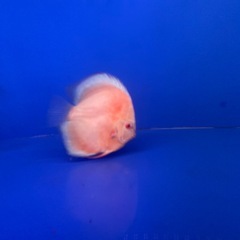 ※GWまで　アルビノディスカスの画像