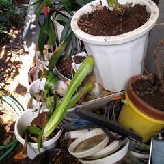 クンシランの画像