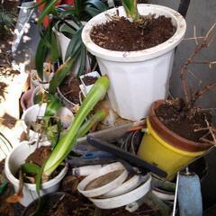 クンシランの画像