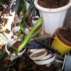 クンシランの画像