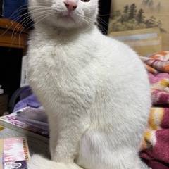 白猫くん (代理募集)