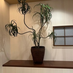 26日まで　人工観葉植物　フェイクグリーン リアル インテリアグリーン