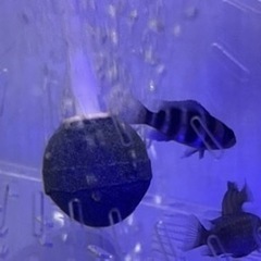 シクリッド色々トロフェウスドゥボイシーの画像