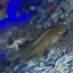 コリドラスイルミネータス ゴールドの画像