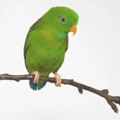 サトウチョウ、ミドリサトウチョウ　CB - 町田市