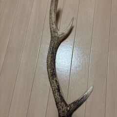 【鹿のツノ（約55cm）お譲りします！】