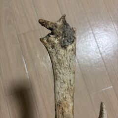【鹿のツノ（約55cm）お譲りします！】の画像