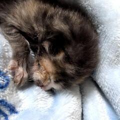 生まれたて赤ちゃん猫