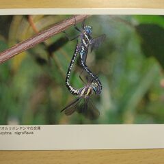 ポストカード　トンボ　３枚①の画像