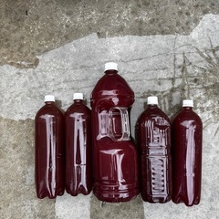 9リットル　700円　PSB めだかの針子の餌　水質浄化