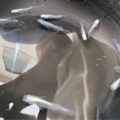ドラゴンブルーメダカ（10匹セット）の画像
