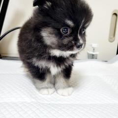 ポメチワ
