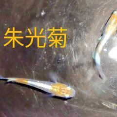 人気の！朱光菊メダカ💛有精卵