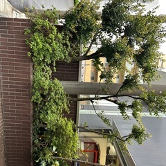 植栽　無料