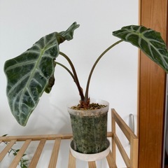 観葉植物　アロカシアボニー