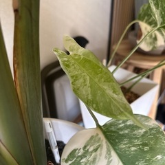 観葉植物　斑入りモンステラの画像