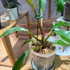観葉植物　フィロデンドロンリングオブファイヤー