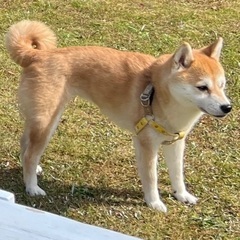 9歳の柴犬♀、穏やかでとっても良い子です【急募】【福岡市、長崎市、佐世保、佐賀市エリア】　 - 佐世保市