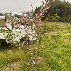 ハナカイドウ　ピンクの可愛い花咲く　2m　庭木　 　の画像