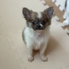 【総額11万円】遊ぶより抱っこが大好き♪