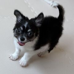 【総額11万円】ビビリの慎重派..慣れるとべったり甘えん坊