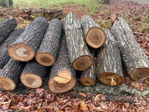 薪用　
丸太　カットした物10個