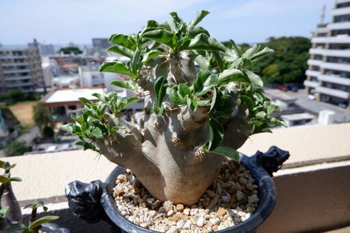 パキポディウム　サウンデルシー　発根済　現地球　塊根植物　陶器鉢付き