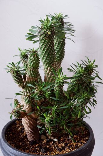 蘇鉄麒麟　ソテツキリン　発根済　7号陶器鉢付き