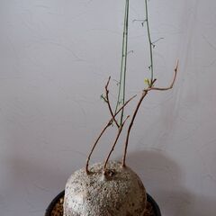 アデニア　メタモルファ／ペリエリ　16cm　発根済　現地球　陶器鉢付き