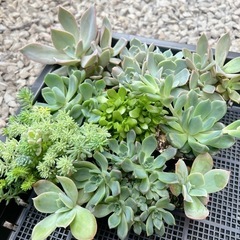 多肉植物　色々　の画像