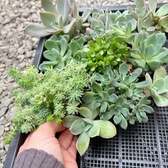 多肉植物　色々　の画像