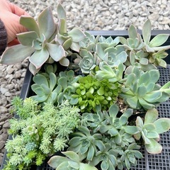 多肉植物　色々　