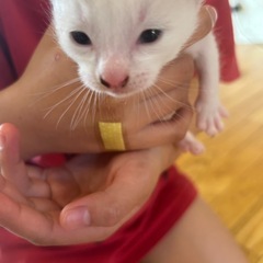 子猫❣️里親さん決まりました！！