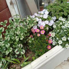寄せ植え⑧