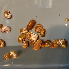 レッドラムズホーン　貝　苔とり　1匹10円