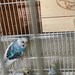 セキセイインコ雛