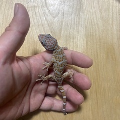 トッケイヤモリ2匹